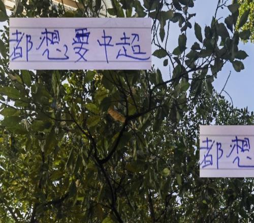 都想要中超冠军!都留力中超!但夺冠概率最大还是成都+申花