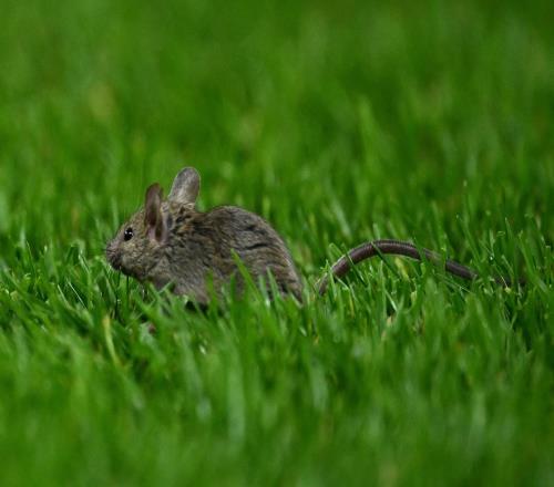 黑猫抓耗子，桑德兰球迷晒照表示在老特拉福德观赛时抓到了活老鼠