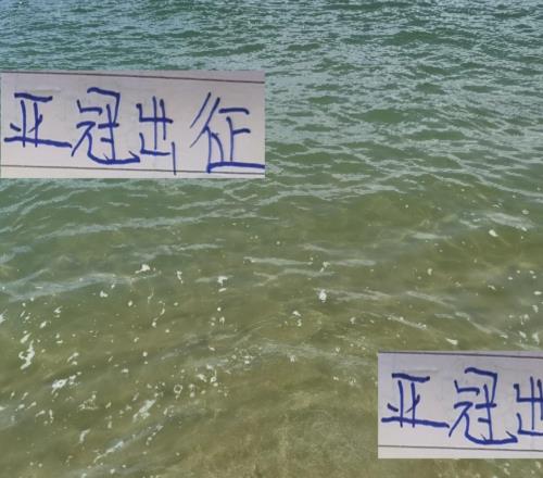 为中超增光！海港成都申花会在亚冠全主力出征吗