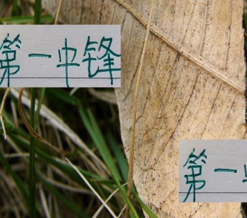 中超第一中锋！北京国安发飙不仅联赛有帽子戏法足协杯也能戴帽