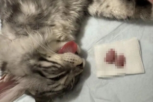 前JDG中单Yagao给小猫做绝育手术：和卡比做姐妹了