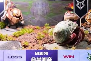 不如蝈蝈！LCK策划比赛预测蟹老板看好DNF和BRO全部猜错