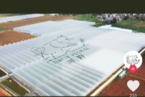 不打职业的退路？抖音网友晒出Meiko投资的玫瑰花种植基地