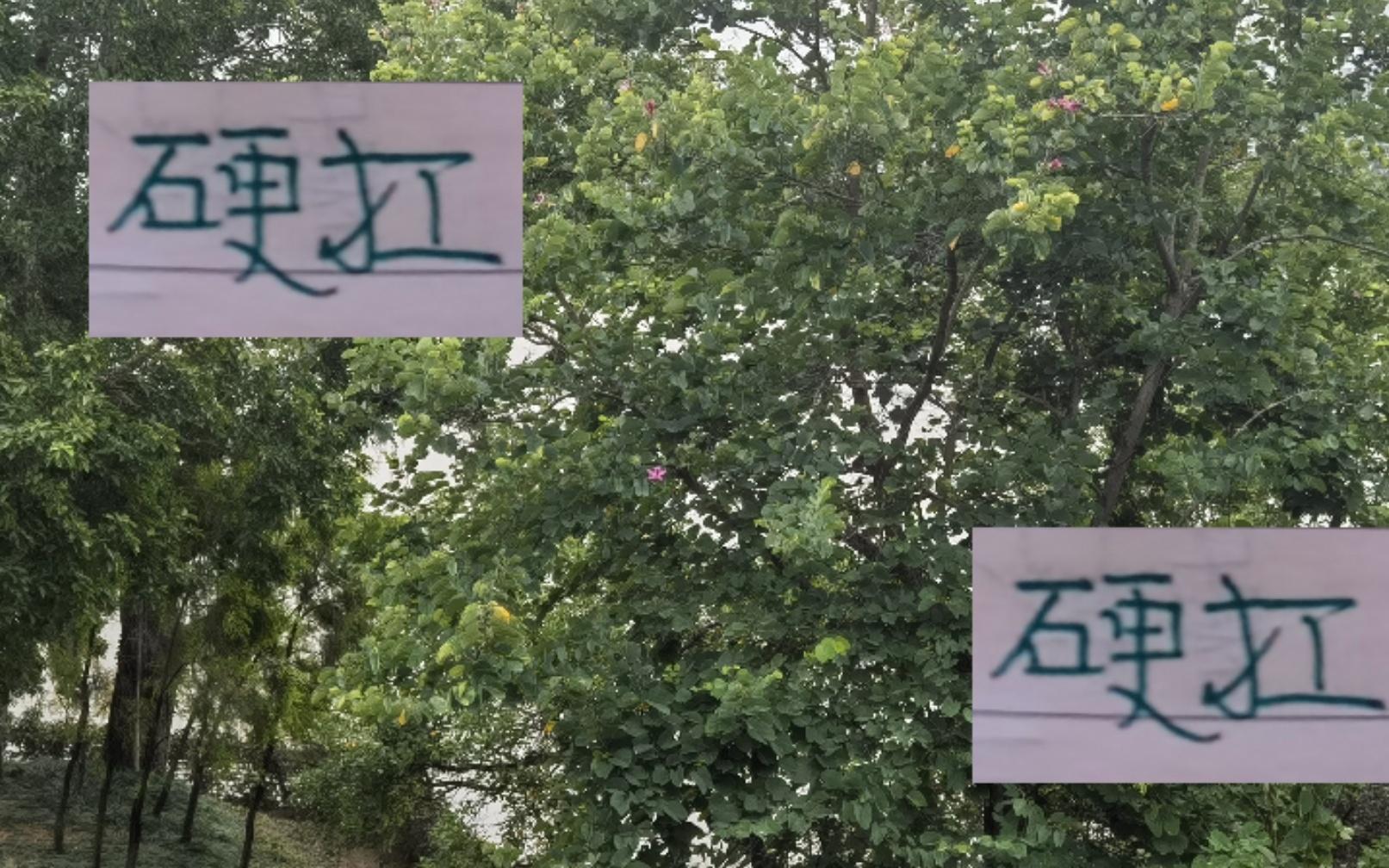 浙江下赛季硬扛申花海港这些强队还