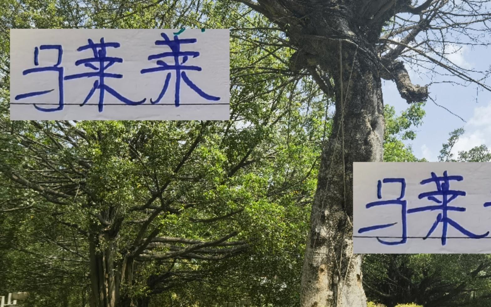 马莱莱离开申花还是球队最佳射手中