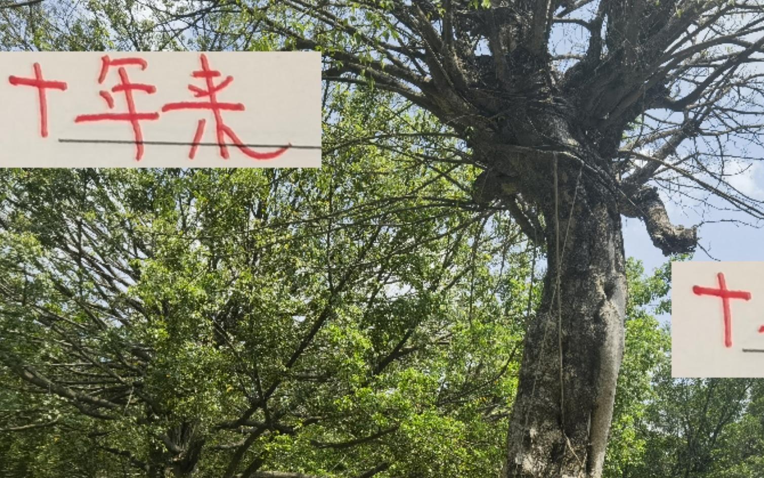 这10年来!海港无论外战亚冠内战中超都是国内一哥的位置