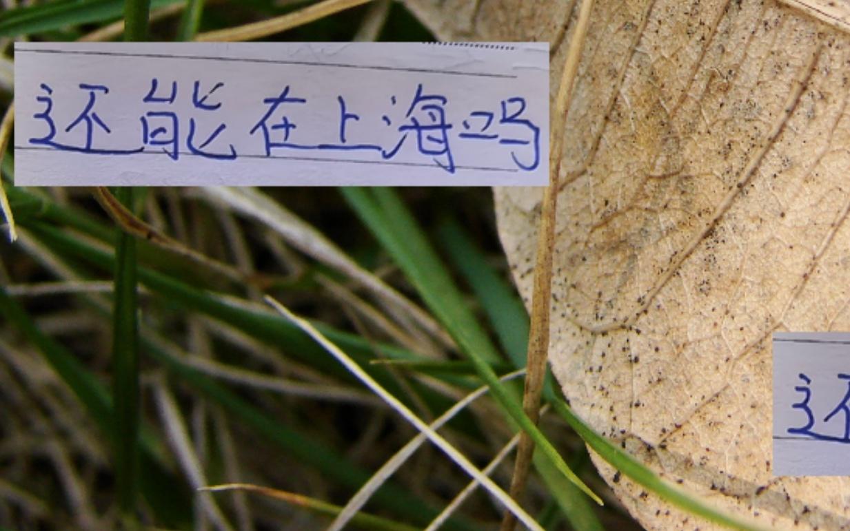 还能留上海吗今年中超冠军是海港靠