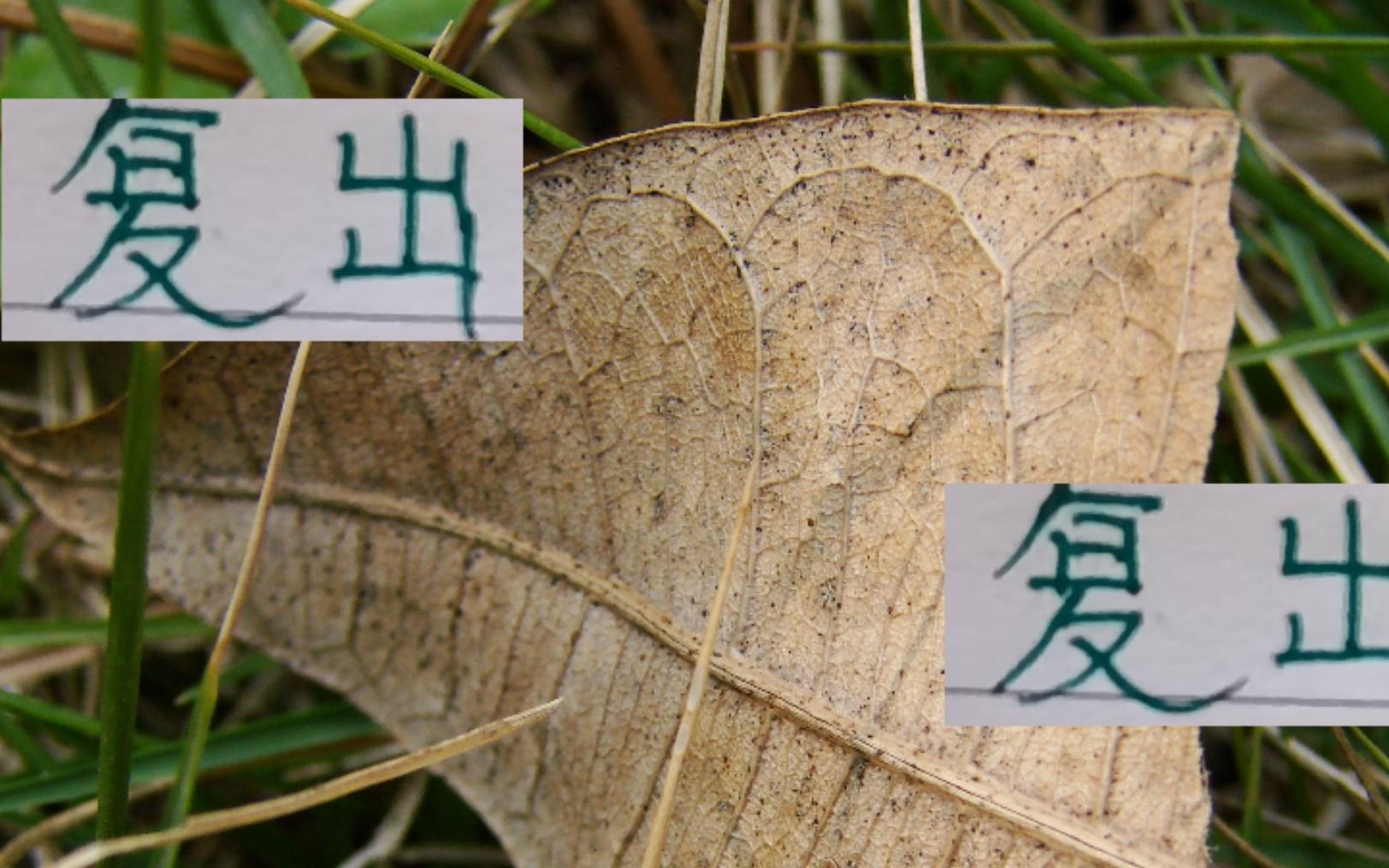 申花米神都伤愈复出北京国安欧冠红