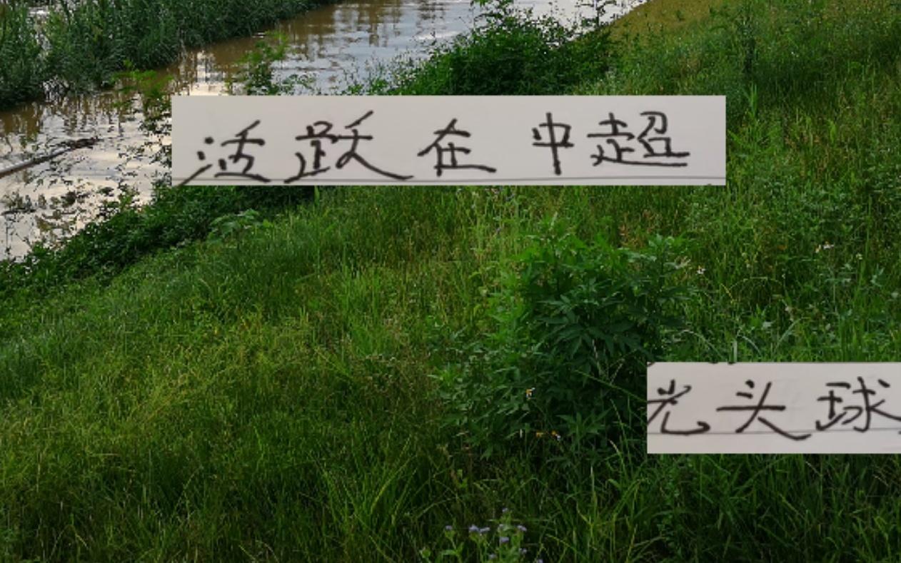 得光头得天下！活跃在中超的光头球星