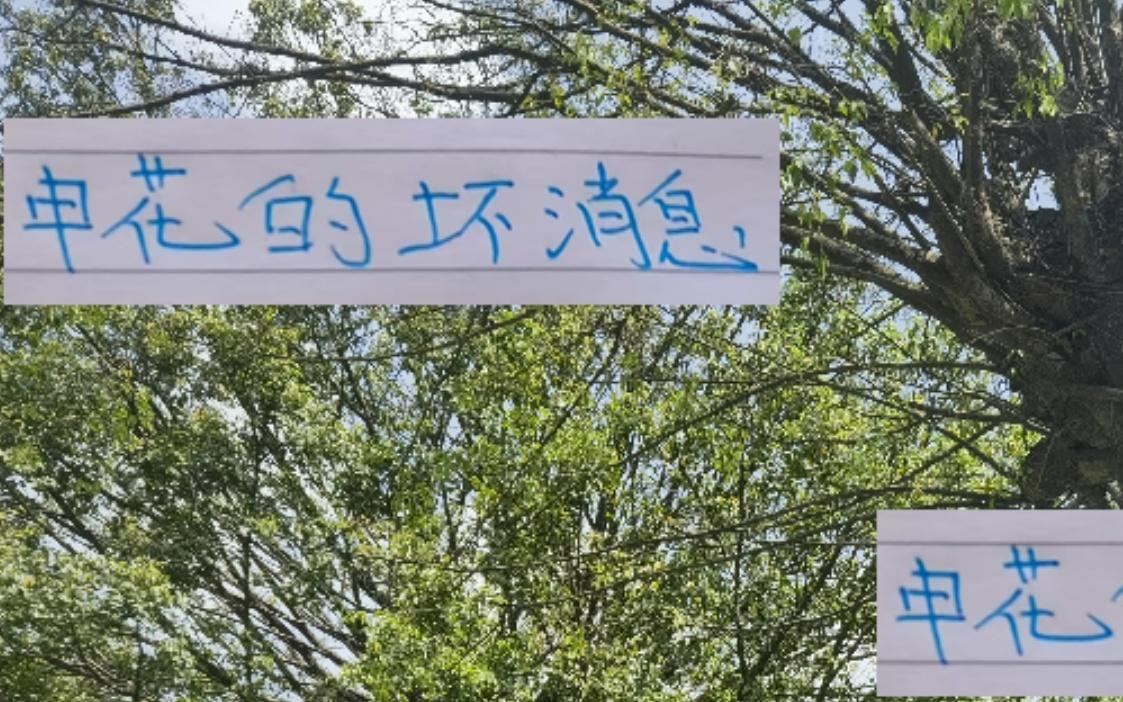 战泰山还有不到72个小时！申花迎来最
