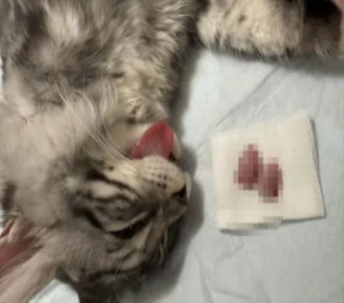 前JDG中单Yagao给小猫做绝育手术：和卡比做姐妹了